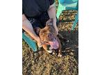 Roxy, American Staffordshire Terrier For Adoption In Tulare, California