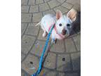 Ophelia, Terrier (unknown Type, Small) For Adoption In Covina, California