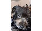 Pookie Bear, Terrier (unknown Type, Small) For Adoption In Covina, California