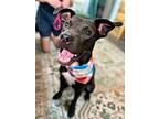 Ozzy, Labrador Retriever For Adoption In Provo, Utah