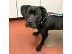 Gumby, Labrador Retriever For Adoption In Salisbury, Maryland