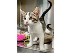 Journey, Domestic Shorthair For Adoption In Tiffin, Ohio