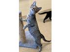 Finn, Domestic Shorthair For Adoption In Tiffin, Ohio