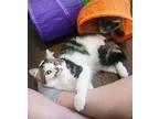 Duke, Domestic Mediumhair For Adoption In Statesville, North Carolina