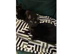 Max, Domestic Shorthair For Adoption In Paso Robles, California