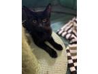 Ruby, Domestic Shorthair For Adoption In Paso Robles, California