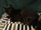Oliver, Domestic Shorthair For Adoption In Paso Robles, California