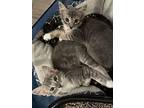 Mars, Domestic Longhair For Adoption In Paso Robles, California