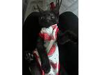 Friday, Domestic Shorthair For Adoption In St Cloud, Florida
