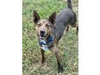 Brody, Rat Terrier For Adoption In Ellaville, Georgia