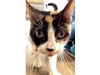 Norah, Domestic Shorthair For Adoption In Orillia, Ontario