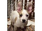 Lenny, Fox Terrier (smooth) For Adoption In San Antonio, Texas