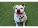 Molly - Foster Or Adopt Me!, American Staffordshire Terrier For Adoption In Lake