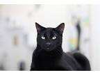 Azadi, Domestic Shorthair For Adoption In Mountain View, California