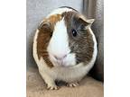 Marbles, Guinea Pig For Adoption In Gary, Indiana