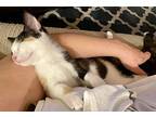Aster, Domestic Shorthair For Adoption In York, Pennsylvania