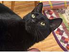 Beetlejuice, Domestic Shorthair For Adoption In Kingston, New York