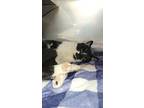 Mikey, Domestic Shorthair For Adoption In Kingston, New York