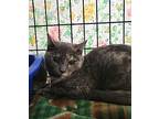 Specky, Domestic Shorthair For Adoption In Kingston, New York