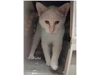 Blake, Domestic Shorthair For Adoption In Detroit Lakes, Minnesota