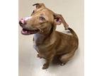 India, Labrador Retriever For Adoption In St Augustine, Florida