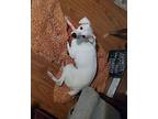 Bahama ~, Jack Russell Terrier For Adoption In Columbia, Tennessee