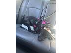 Cali, Labrador Retriever For Adoption In Charlotte, North Carolina