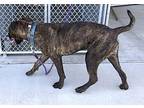 Luke, American Staffordshire Terrier For Adoption In Carlinville, Illinois