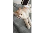 Dunya, Persian For Adoption In Manchester, New Hampshire