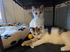 Anna And Elsa, Domestic Mediumhair For Adoption In Brantford, Ontario