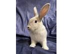 Bernie, Himalayan For Adoption In West Palm Beach, Florida
