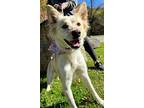 Sunflower, Golden Retriever For Adoption In Bedford Hills, New York