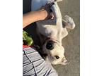 Sasha Sue, Labrador Retriever For Adoption In Newport, Kentucky