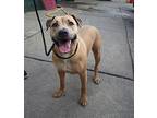 Stormy, American Pit Bull Terrier For Adoption In Forked River, New Jersey