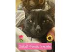 Daffodil, Domestic Shorthair For Adoption In Duncan, British Columbia