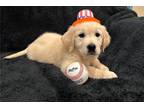 Miss Orange