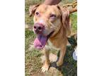Adopt Larry(HW-) a Brown/Chocolate Golden Retriever / Shepherd (Unknown Type) /