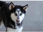 Adopt Bonnie a Black - with White Siberian Husky / Mixed dog in Walnut Creek