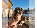 Boxer PUPPY FOR SALE ADN-840914 - 3 CKC boxer puppies price reduced