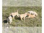 Golden Retriever PUPPY FOR SALE ADN-840912 - Golden Retriever puppies