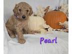 Goldendoodle PUPPY FOR SALE ADN-840882 - Just in Time for the Holidays