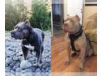 American Pit Bull Terrier PUPPY FOR SALE ADN-840881 - Wusabi and Cava 2024