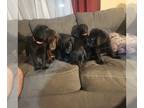 Labrador Retriever PUPPY FOR SALE ADN-840875 - Labradors Retrievers puppies