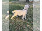 Labrador Retriever PUPPY FOR SALE ADN-840775 - Yellow English Labrador Retriever