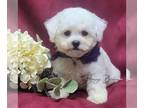 Bichon Frise PUPPY FOR SALE ADN-840837 - Distinguished