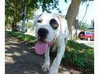 American Pit Bull Terrier-Staffordshire Bull Terrier Mix PUPPY FOR SALE