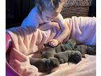 French Bulldog PUPPY FOR SALE ADN-840824 - FRENCH BULLDOG PUPS FULL AKC