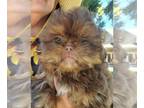 Shih Tzu PUPPY FOR SALE ADN-840787 - Shih Tzu