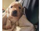 Labrador Retriever PUPPY FOR SALE ADN-840784 - Christmas Puppies AKC Labrador