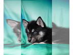 Siberian Husky PUPPY FOR SALE ADN-840772 - AKC Siberian Husky
